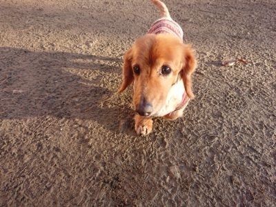 f:id:roukenhome-ann:20181225071529j:plain f:id:roukenhome-ann:20181225071529j:plain