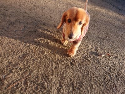 f:id:roukenhome-ann:20181225071544j:plain f:id:roukenhome-ann:20181225071544j:plain
