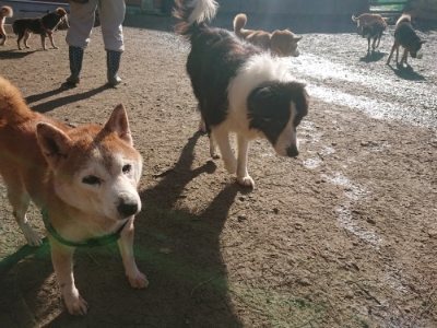 f:id:roukenhome-ann:20181226075303j:plain