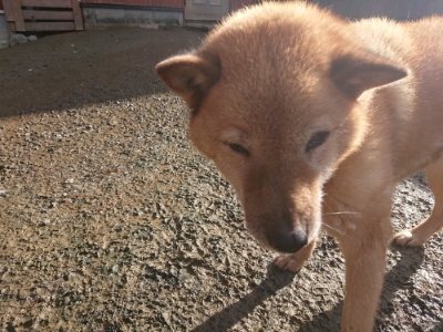 f:id:roukenhome-ann:20181226080514j:plain