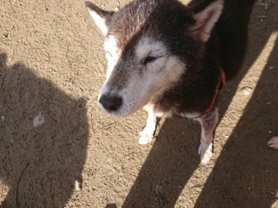 f:id:roukenhome-ann:20181226081211j:plain