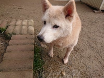 f:id:roukenhome-ann:20181226081712j:plain
