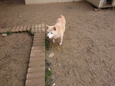 f:id:roukenhome-ann:20181226082100j:plain