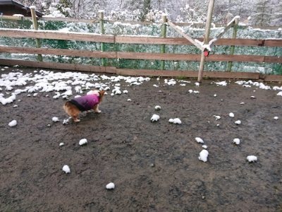 f:id:roukenhome-ann:20181229052638j:plain