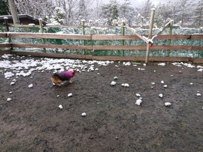 f:id:roukenhome-ann:20181229052652j:plain