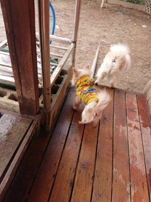 f:id:roukenhome-ann:20181229052902j:plain