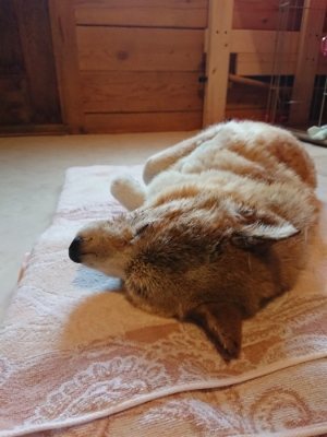 f:id:roukenhome-ann:20181230181828j:plain
