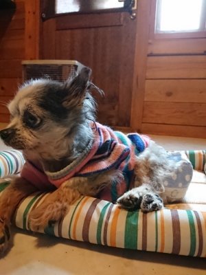 f:id:roukenhome-ann:20181230181850j:plain