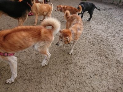 f:id:roukenhome-ann:20190102053107j:plain