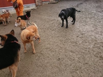 f:id:roukenhome-ann:20190102053113j:plain