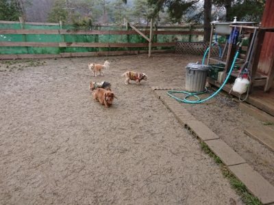f:id:roukenhome-ann:20190102053215j:plain