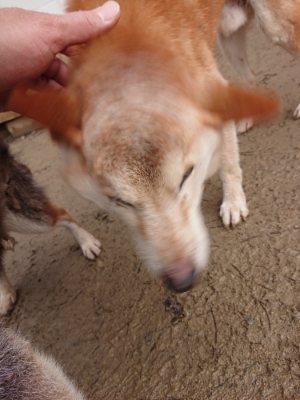 f:id:roukenhome-ann:20190102053302j:plain