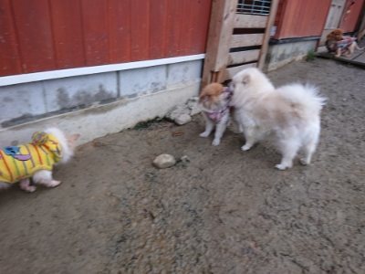 f:id:roukenhome-ann:20190102054206j:plain