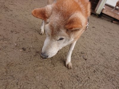 f:id:roukenhome-ann:20190102071502j:plain