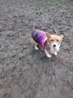f:id:roukenhome-ann:20190103053723j:plain
