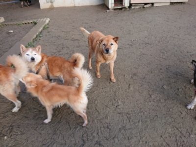 f:id:roukenhome-ann:20190103064930j:plain