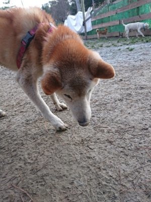 f:id:roukenhome-ann:20190103070913j:plain