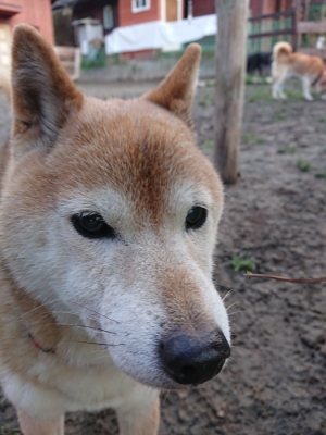 f:id:roukenhome-ann:20190103071030j:plain