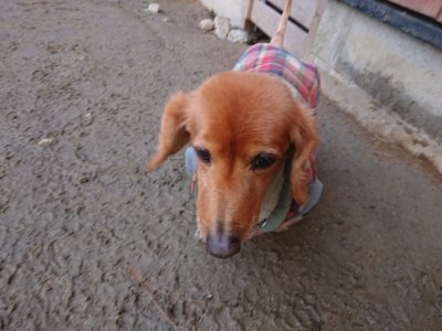 f:id:roukenhome-ann:20190103071238j:plain