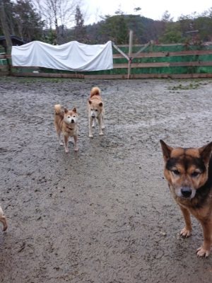 f:id:roukenhome-ann:20190103165348j:plain