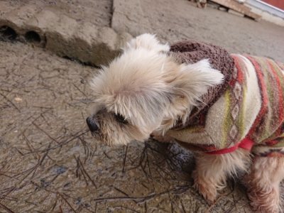 f:id:roukenhome-ann:20190103170355j:plain
