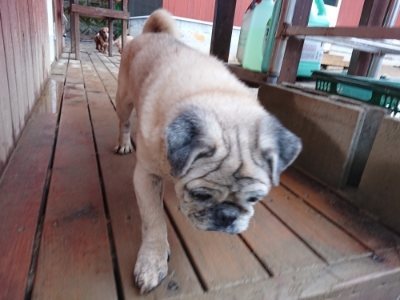 f:id:roukenhome-ann:20190103182003j:plain