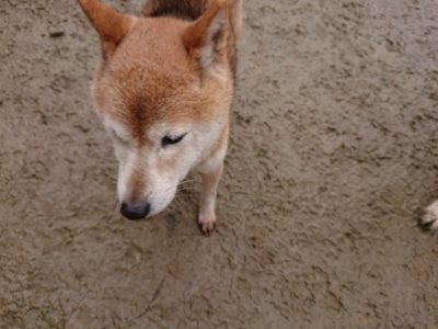 f:id:roukenhome-ann:20190105073629j:plain