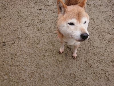 f:id:roukenhome-ann:20190105074103j:plain