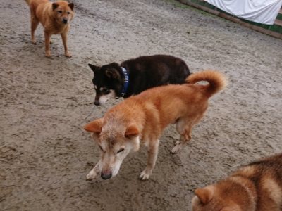 f:id:roukenhome-ann:20190105075155j:plain