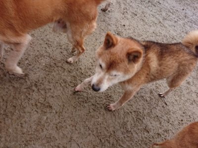 f:id:roukenhome-ann:20190105075159j:plain