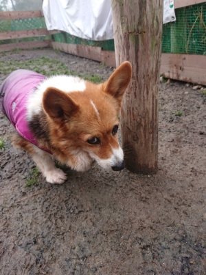 f:id:roukenhome-ann:20190105075451j:plain