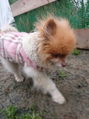 f:id:roukenhome-ann:20190105075742j:plain