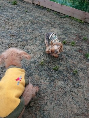 f:id:roukenhome-ann:20190106073752j:plain f:id:roukenhome-ann:20190106073752j:plain