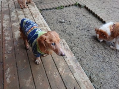 f:id:roukenhome-ann:20190106073948j:plain f:id:roukenhome-ann:20190106073948j:plain