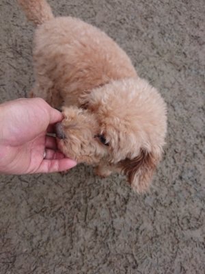 f:id:roukenhome-ann:20190106074341j:plain f:id:roukenhome-ann:20190106074341j:plain