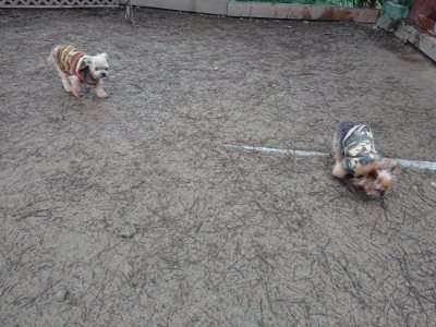 f:id:roukenhome-ann:20190106074352j:plain f:id:roukenhome-ann:20190106074352j:plain