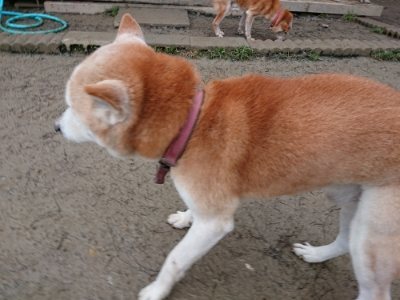 f:id:roukenhome-ann:20190106074458j:plain f:id:roukenhome-ann:20190106074458j:plain