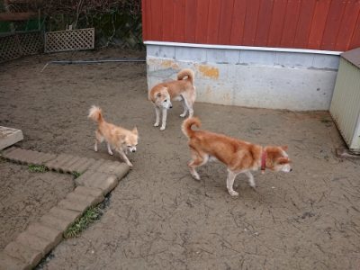 f:id:roukenhome-ann:20190106074700j:plain f:id:roukenhome-ann:20190106074700j:plain