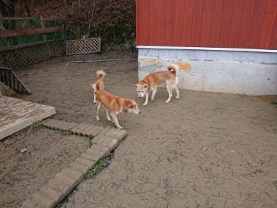 f:id:roukenhome-ann:20190106075024j:plain f:id:roukenhome-ann:20190106075024j:plain