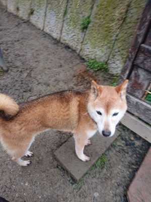 f:id:roukenhome-ann:20190106075333j:plain f:id:roukenhome-ann:20190106075333j:plain
