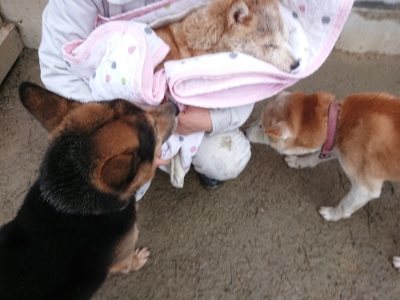 f:id:roukenhome-ann:20190106075739j:plain f:id:roukenhome-ann:20190106075739j:plain