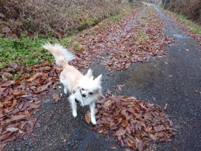 f:id:roukenhome-ann:20190106124625j:plain