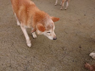 f:id:roukenhome-ann:20190107053130j:plain
