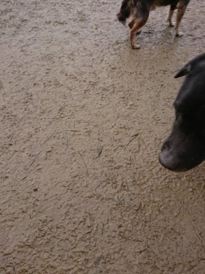 f:id:roukenhome-ann:20190107072536j:plain