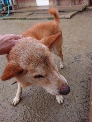 f:id:roukenhome-ann:20190107072553j:plain