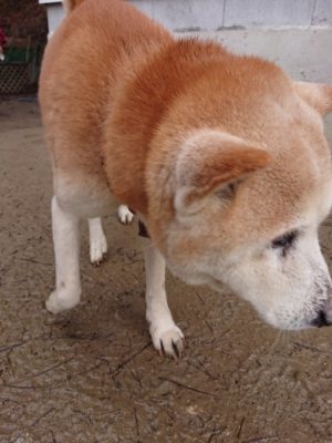 f:id:roukenhome-ann:20190107072625j:plain