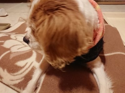 f:id:roukenhome-ann:20190107073821j:plain