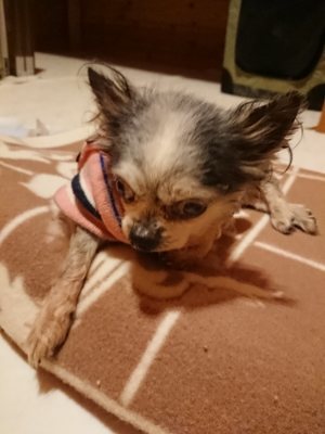 f:id:roukenhome-ann:20190107074053j:plain