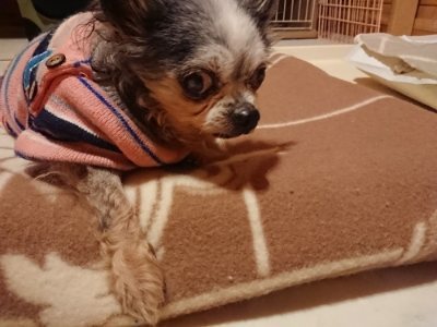 f:id:roukenhome-ann:20190107074101j:plain
