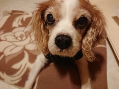 f:id:roukenhome-ann:20190107074331j:plain